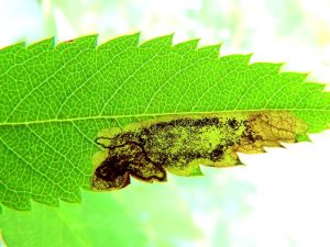 Stigmella sorbi - leaf mine on Rowan - 20th June 2026 - Darwin Forest - Dave Evans