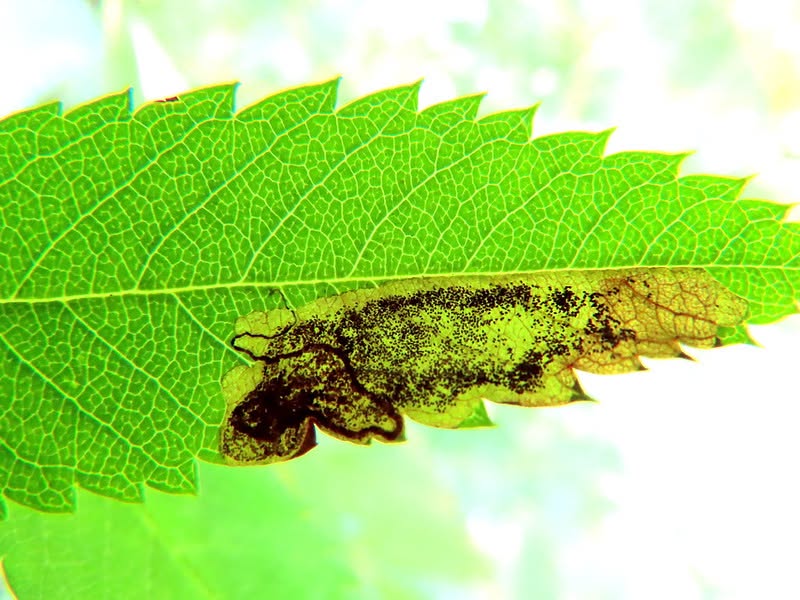 Stigmella sorbi - leaf mine on Rowan - 20th June 2026 - Darwin Forest - Dave Evans