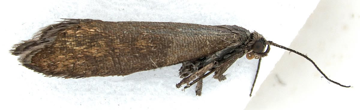 Glyphipterix thrasonella - 16th June 2026 - Calke Explorer - Calke Park - Graham Finch - identification by Gen Det 