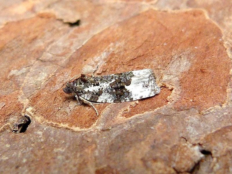 Apotomis turbidana - 17th June 2026 - Darwin Forest - Dave Evans