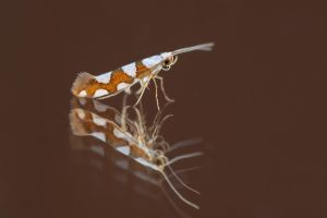 Argyresthia brockeella - 18th June 2026 - Chaddesden - Neil Loverock