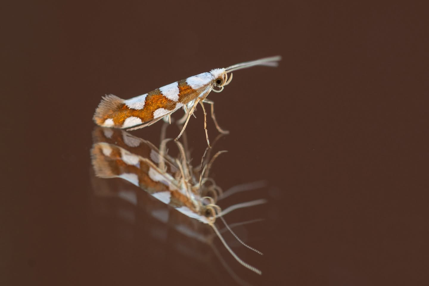 Argyresthia brockeella - 18th June 2026 - Chaddesden - Neil Loverock