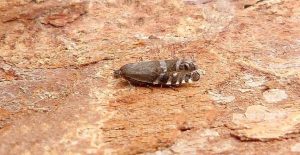 Cydia conicolana - 15th June 2026 - Darwin Forest, Matlock - Dave Evans - 1st record for VC57 Derbyshire