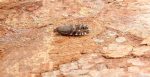 Cydia conicolana - 15th June 2026 - Darwin Forest, Matlock - Dave Evans - 1st record for VC57 Derbyshire