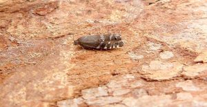49.330 BF1269 - Tortricidae - Olethreutinae - Cydia conicolana - Pine Nut Moth