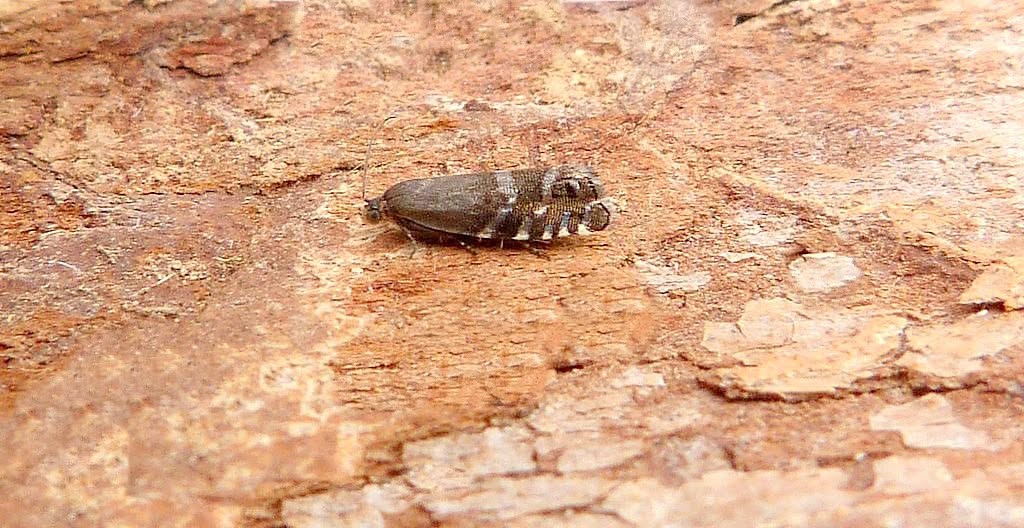 Pine Nut Moth