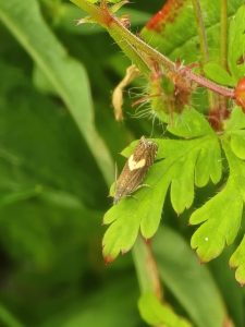 Dichrorampha petiverella - 19th June 2026 - Gang Mine, Cromford - Clive Ashton