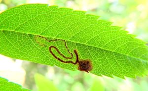 Stigmella sorbi - leaf mine on Rowan - 20th June 2026 - Darwin Forest - Dave Evans