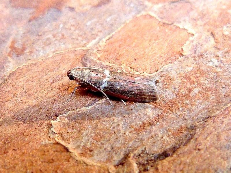 Cryptoblabes bistriga - 17th June 2026 - Darwin Forest - Dave Evans