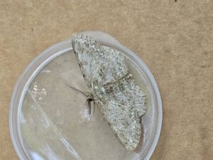 Pale Oak Beauty - 20th June 2026 - Via Gellia - Clive Ashton 
