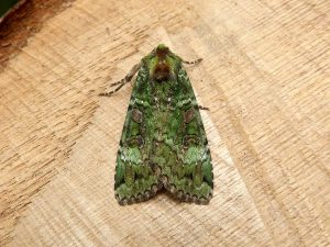 Green Arches - 19th June 2026 - Darwin Forest, Matlock - Dave Evans