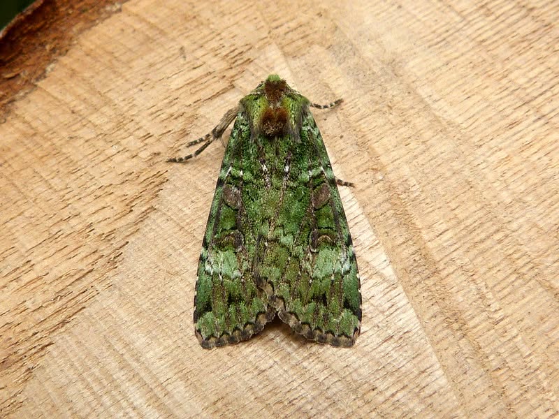 Green Arches - 19th June 2026 - Darwin Forest, Matlock - Dave Evans