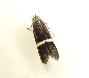 Aproaerema larseniella  - 1st record for VC57 Derbyshire - 18th June 2026 - Calke Park (Explorer) (Survey) - Graham Finch - ID by Gen Det