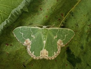 Blotched Emerald - 18th June 2026 - Calke Park - Graham Finch
