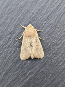 Obscure Wainscot - 20th June 2026 - Via Gellia - Clive Ashton