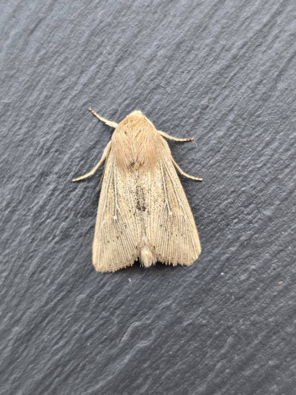 Obscure Wainscot - 20th June 2026 - Via Gellia - Clive Ashton