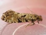 Nemapogon ruriccolella - 23rd June 2026 - Norton Lees - Pete Mella