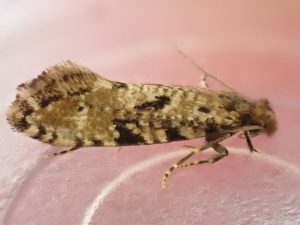 Nemapogon ruriccolella - 23rd June 2026 - Norton Lees - Pete Mella