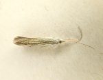 Coleophora betulella - 18th June 2026 - Calke Park NY Survey - Graham Finch