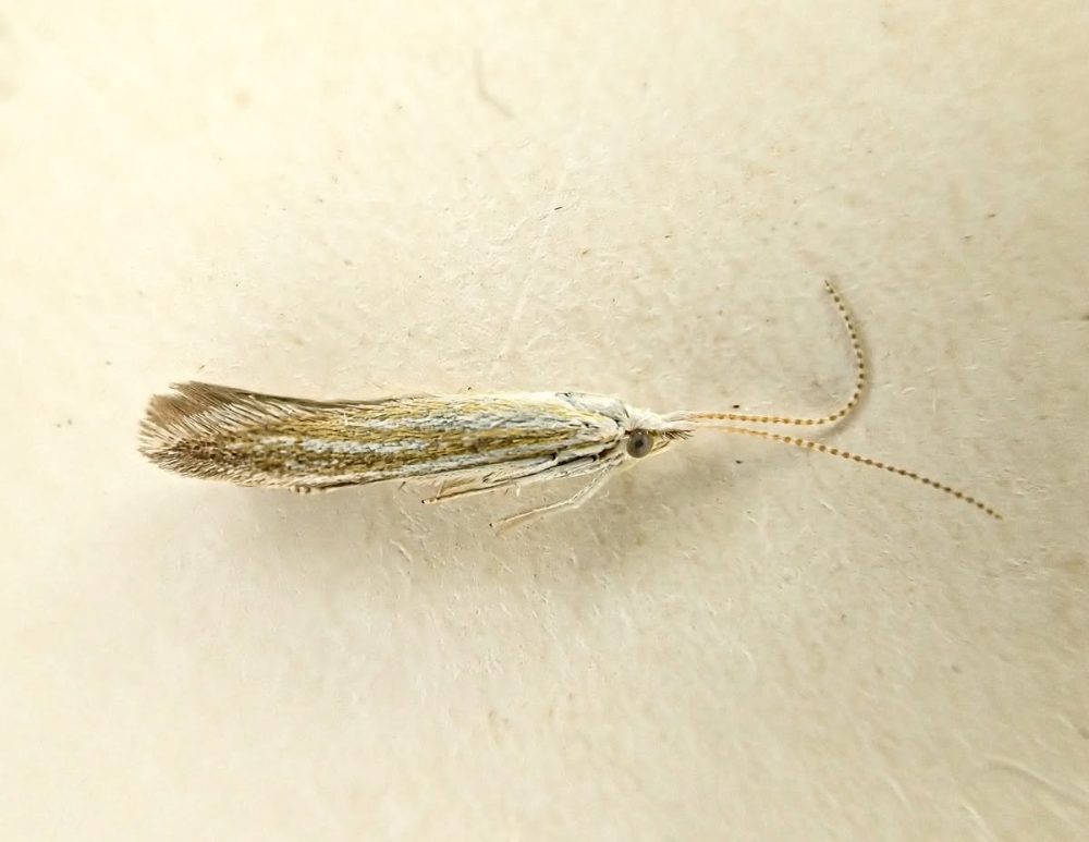 Coleophora betulella and Gen Det Prep