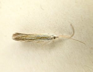 Coleophora betulella - 18th June 2026 - Calke Park NY Survey - Graham Finch