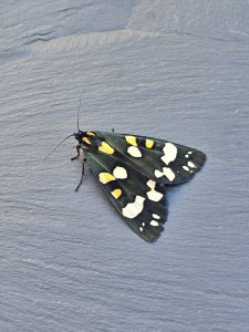 Scarlet Tiger - form. rosica - 23rd June 2026 - Cromford - Clive Ashton