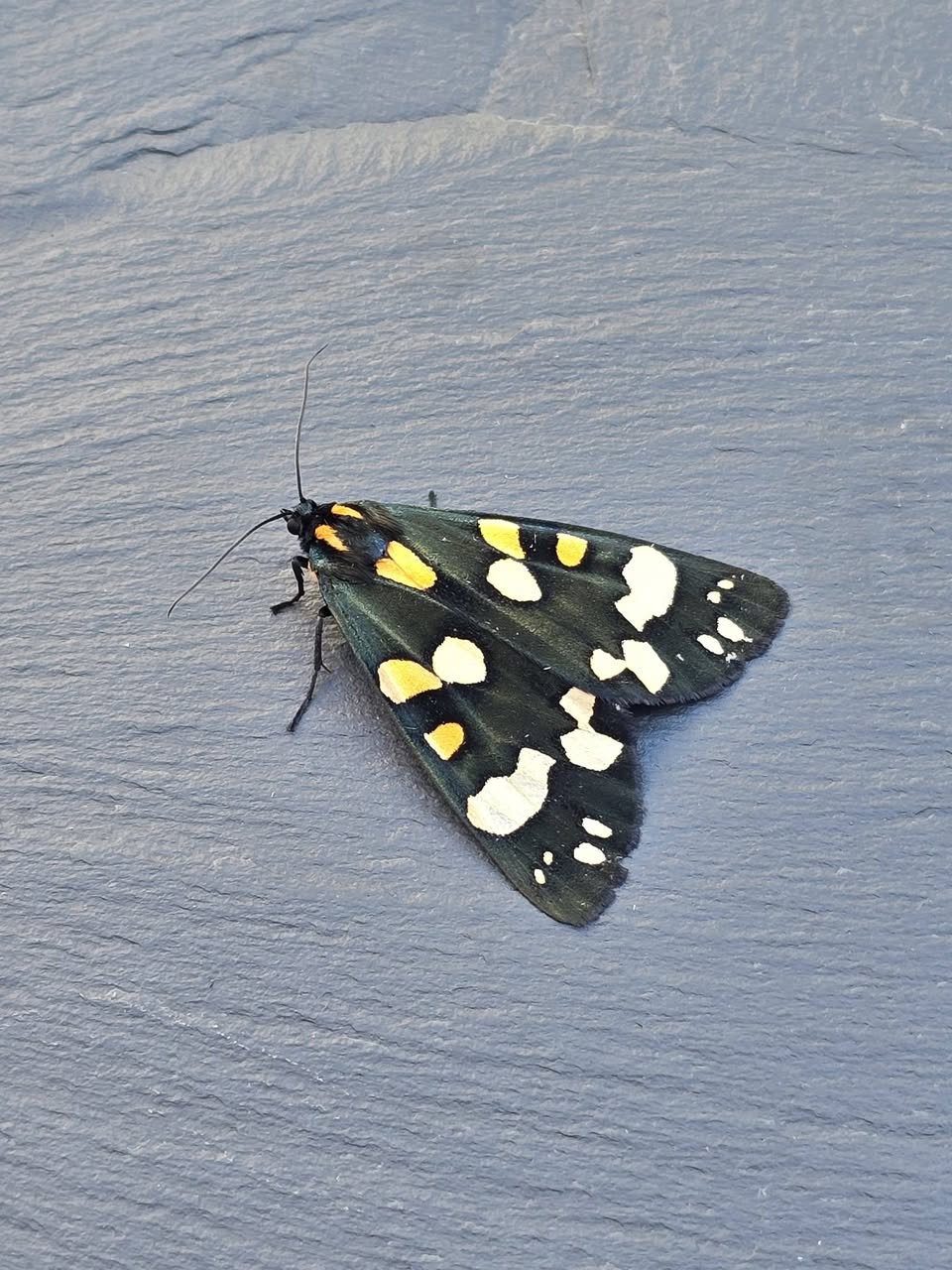 Scarlet Tiger - form. rosica - 23rd June 2026 - Cromford - Clive Ashton