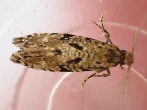 Nemapogon ruriccolella - 23rd June 2026 - Norton Lees - Pete Mella