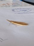 Donacaula mucronella - 22nd June 2026 - Staveley - Sid Morris