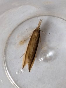 Donacaula mucronella - 22nd June 2026 - Staveley - Sid Morris