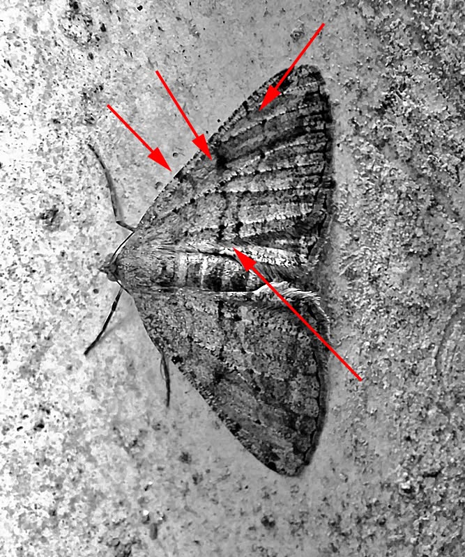 An unusual resting pose of Willow beauty that caused some ID difficulties - Pro-Willow Beauty features: post-median line strongly kinked where it meets costa, discal 'smudge' set in median line, ante-median line curved towards costa, median line and post-median line converge at dorsum. Satin Beauty tends to be a darker, more diffuse and obscurely marked forewing” Thanks to Mark Skevington for the ID notes