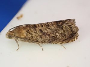 Grapholita lobarzewskii - 27th June 2026 - Norton Lees - Pete Mella