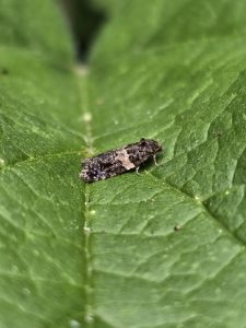 Olindia schumacherana - 29th June 2026 - Rose End Meadows - Clive Ashton