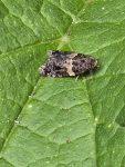 Olindia schumacherana - 29th June 2026 - Rose End Meadows - Clive Ashton