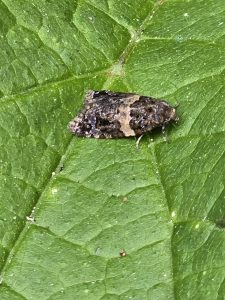 Olindia schumacherana - 29th June 2026 - Rose End Meadows - Clive Ashton