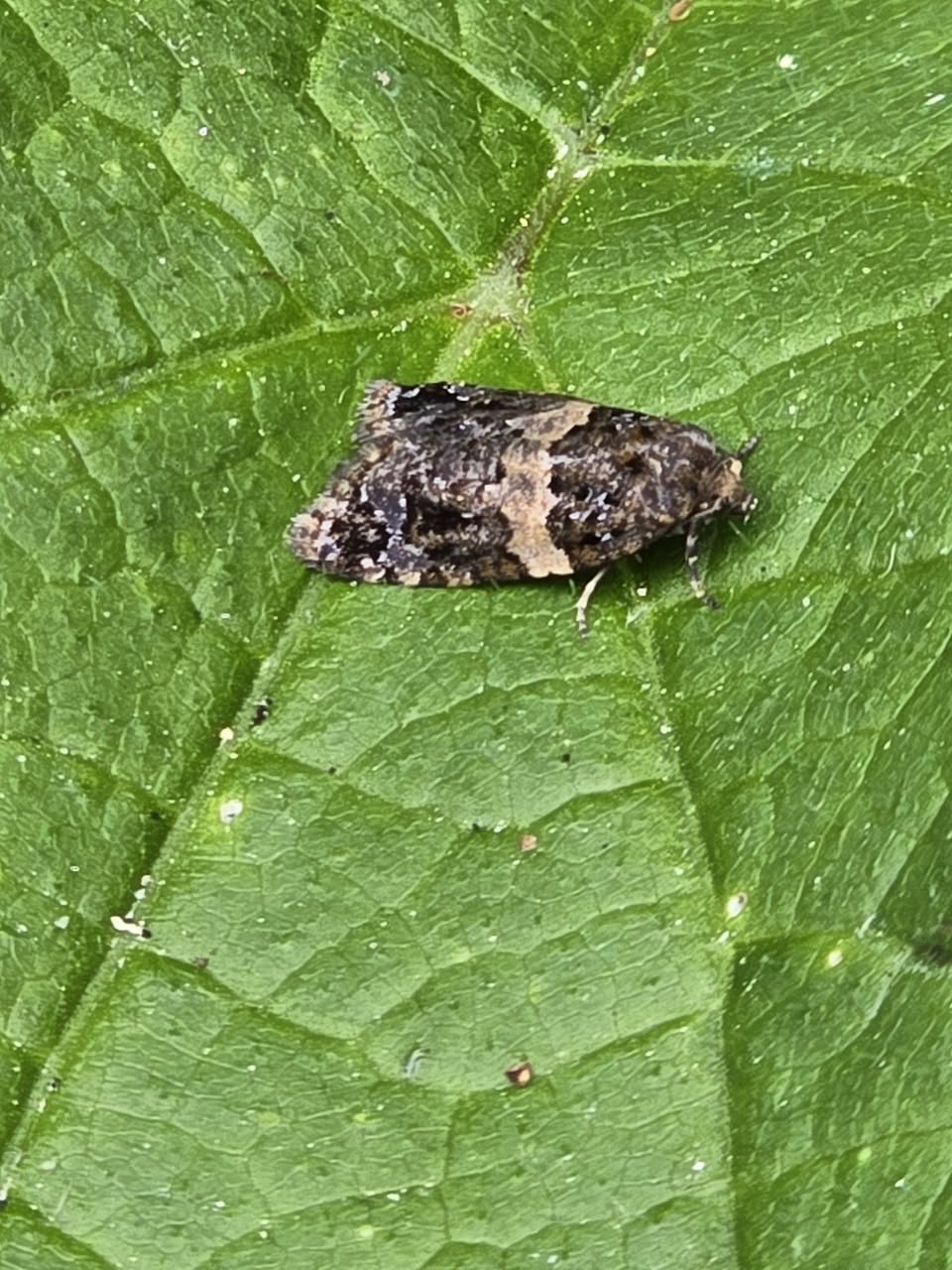 White-barred Tortrix