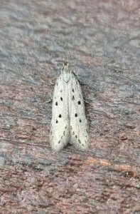 Athrips  mouffetella - 29th June 2026 - Belper - Dave Newcombe
