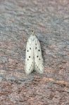 Athrips mouffetella - 29th June 2026 - Belper - Dave Newcombe