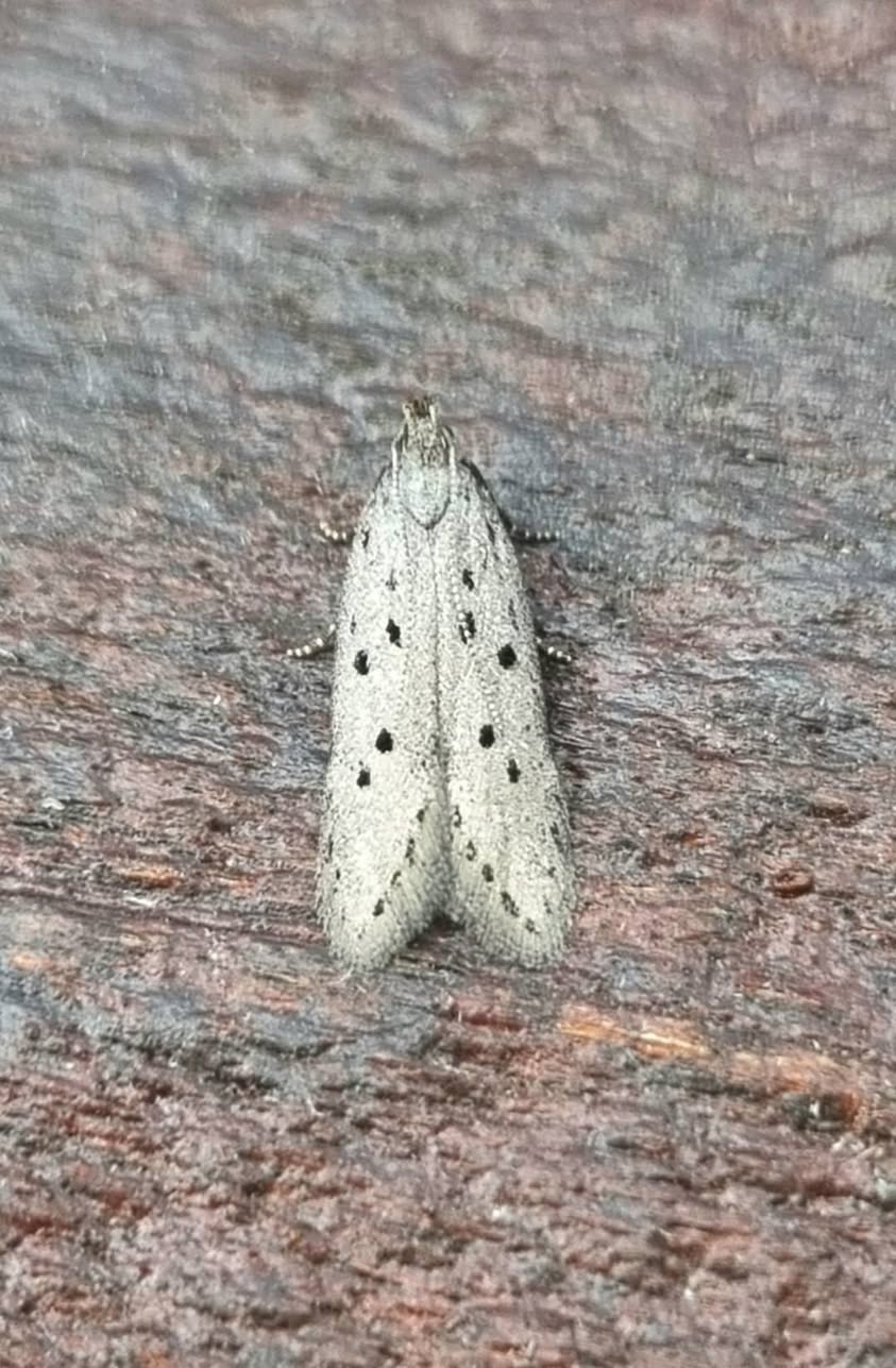 Honeysuckle Grey