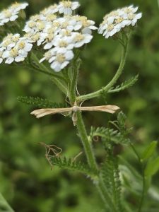 Gillmeria pallidactyla -(Yarrow Plume on the food plant) - 30th June 2026 - Gang Mine - Clive Ashton