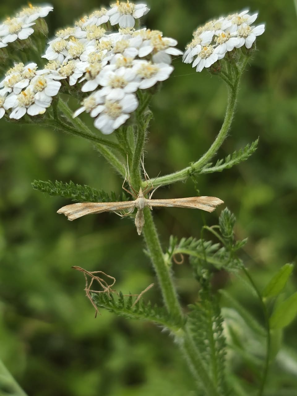 Gillmeria pallidactyla -(Yarrow Plume on the food plant) - 30th June 2026 - Gang Mine - Clive Ashton