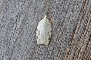 Acleris logiana - 23rd June 2026 - Kings Newton - ©Tony Davison
