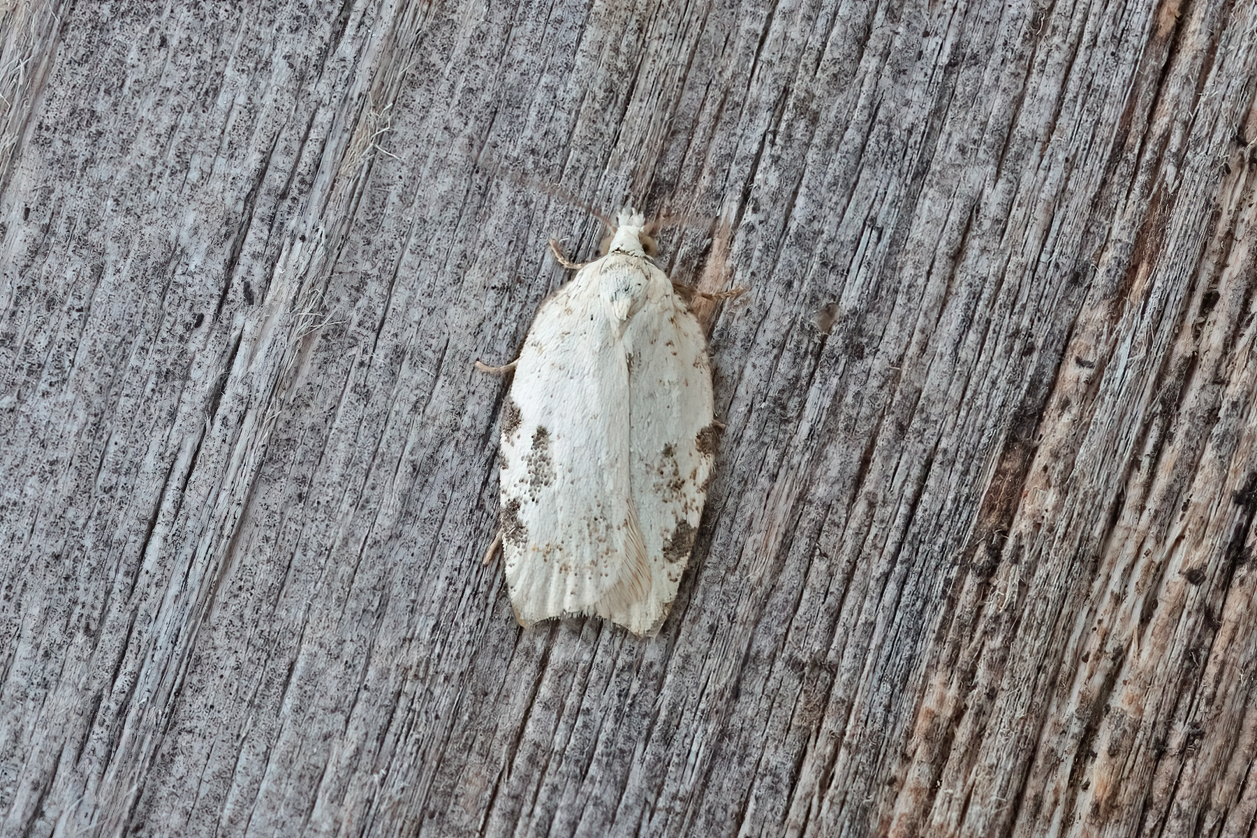 Acleris logiana - 23rd June 2026 - Kings Newton - ©Tony Davison