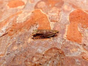 Ancylis upupana - 21st June 2026 - Darwin Forest - Dave Evans