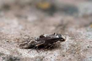 Blastodacna hellerella - 20th June 2026 - Chaddesden - Martin Roome