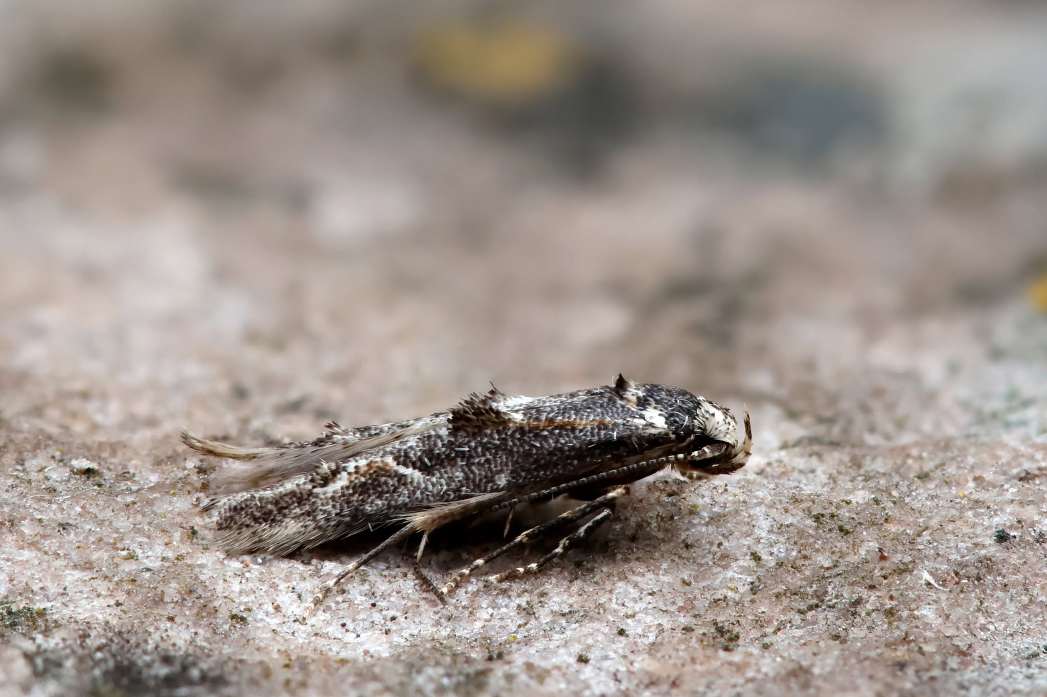 Blastodacna hellerella - 20th June 2026 - Chaddesden - Martin Roome