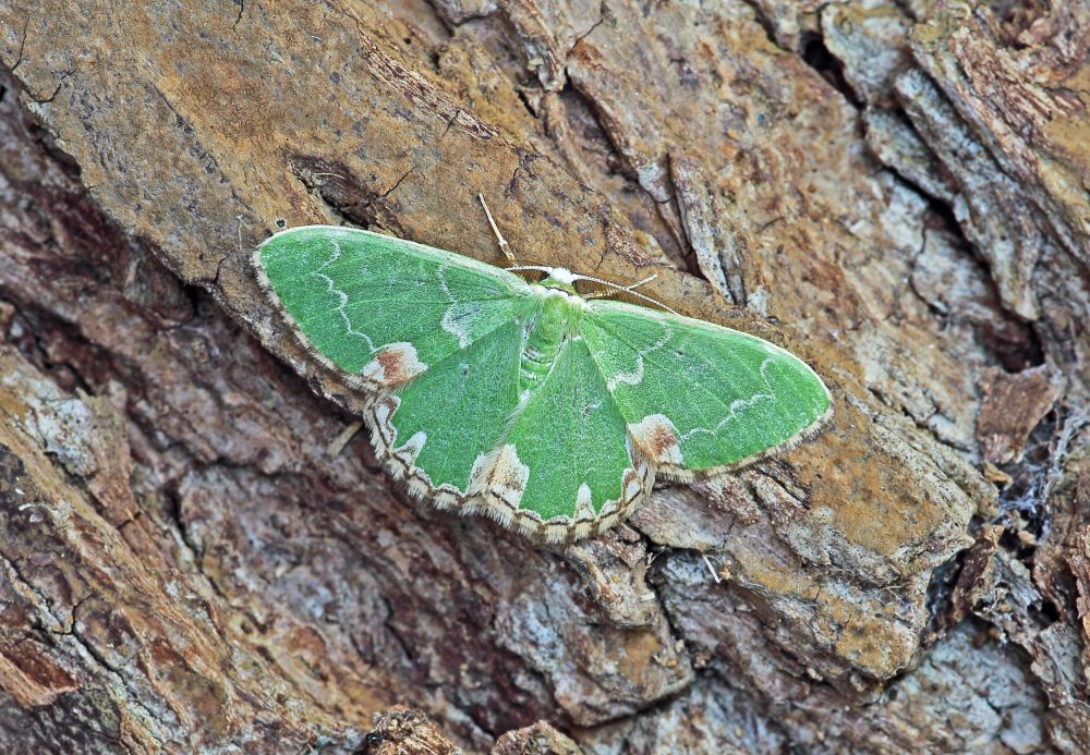 Blotched Emerald - 18th June 2026 - Calke Park - Sean Browne