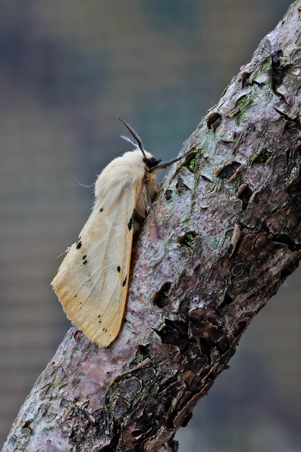 Buff Ermine - 8th June 2026 - Melbourne - Tony Davison