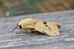 Moth Trap - 8th-9th June 2026