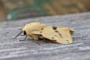 Buff Ermine - 8th June 2026 - Melbourne - Tony Davison